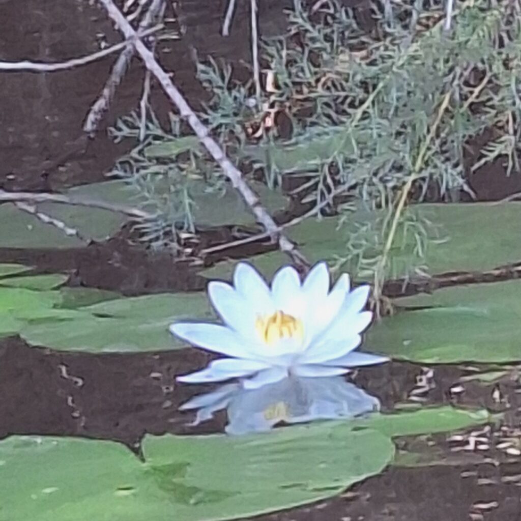 Seerose im Fiume Liscia